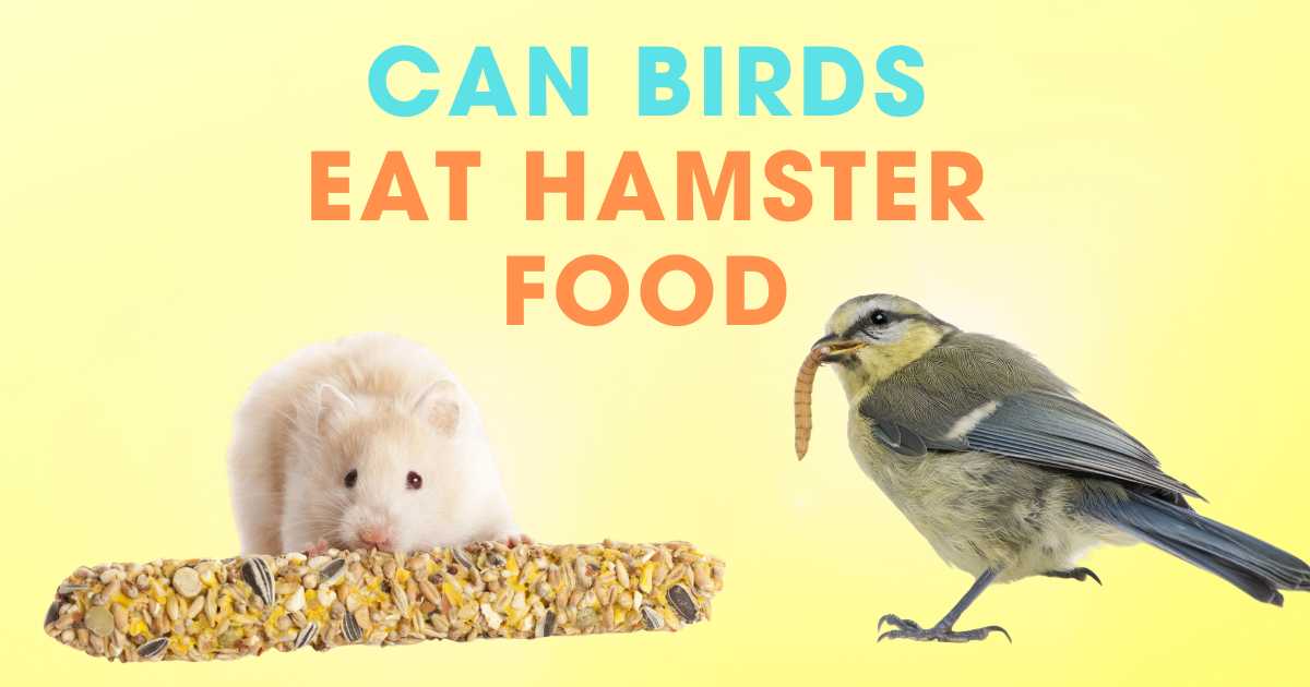 CAN BIRDS EAT HAMSTER FOOD