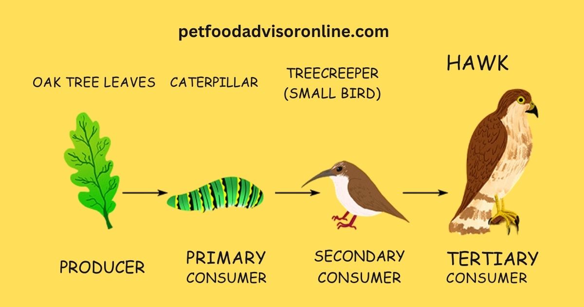 Bird Food Chain