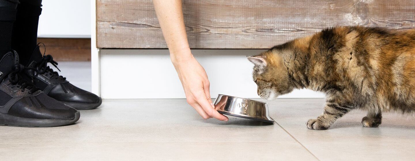 What Human Food Can Cats Eat: Essential Guide for Cat Owners