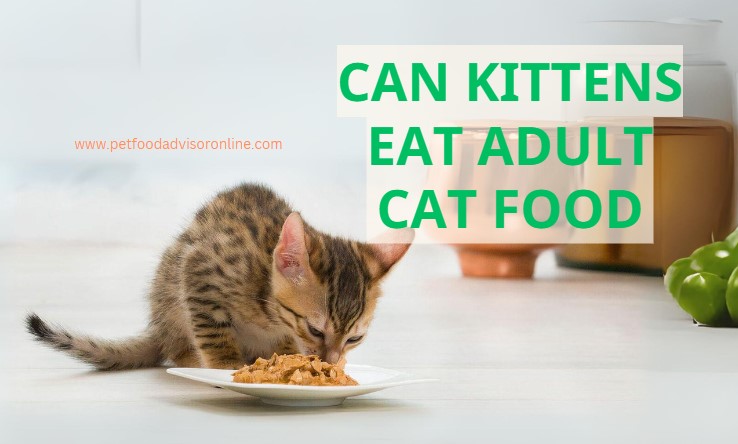 Can kittens eat adult cat food
