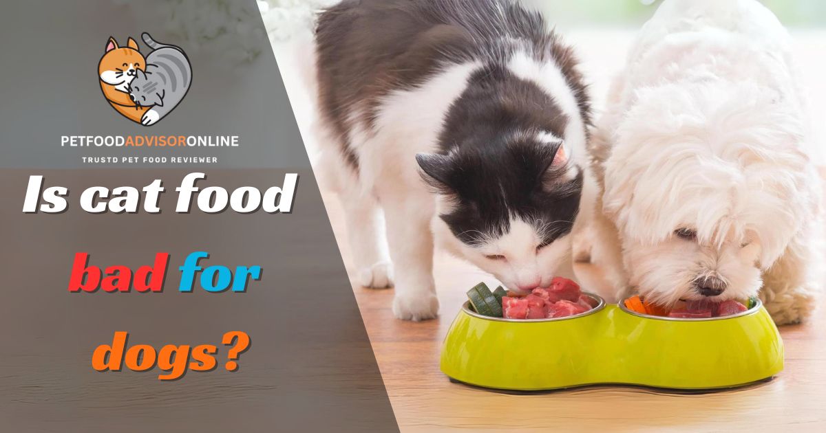 Is cat food bad for dogs | pet food advisor online