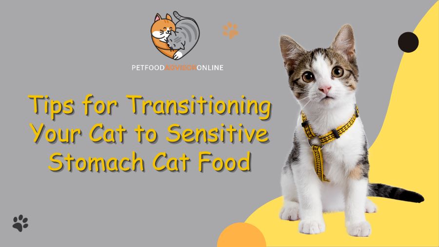 Sensitive stomach cat food