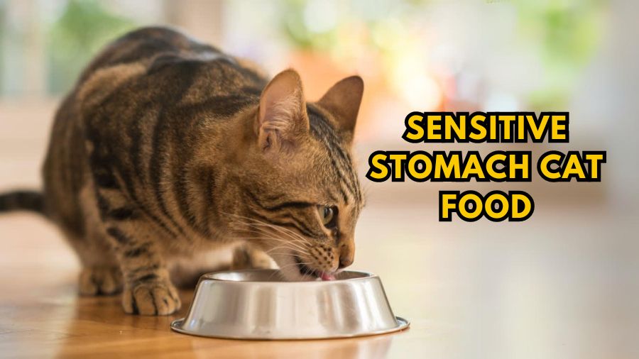 Sensitive stomach cat food
