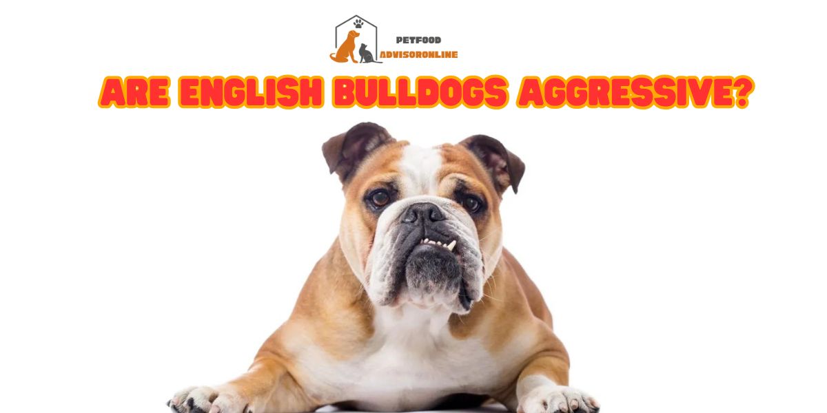 Are English bulldogs aggressive